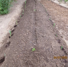 Plantation de poireaux