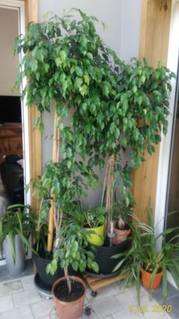 A l'aide mon ficus perd ses feuilles