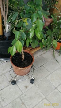 Mon super Ficus Benjamina