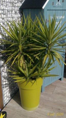 Yucca souffre après mise à l'extérieur