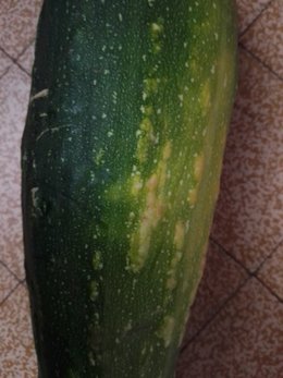 Courgettes malades????