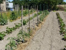 Tomates pas en forme ?