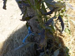 Tomates pas en forme ?