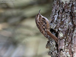 Petit oiseau ?