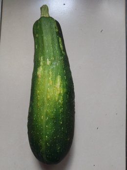 Courgettes malades????