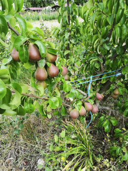 Identification variété de poirier