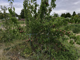 Identification variété de poirier