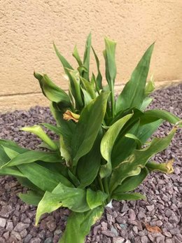 Zantedeschia ou Calla