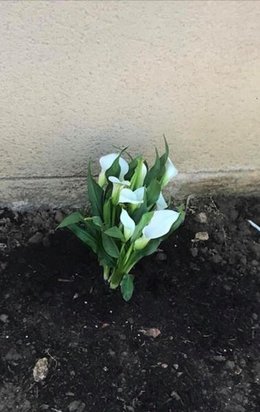 Zantedeschia ou Calla