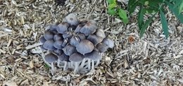 Champignons dans le potager