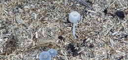 Champignons dans le potager