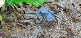 Champignons dans le potager