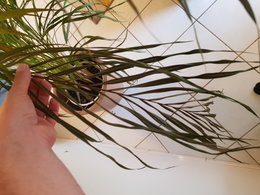 Areca qui sèche