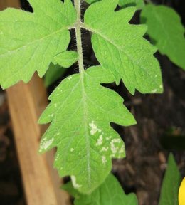 Feuilles de tomates : mildiou ou oidium ?
