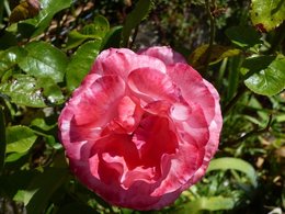 Rosiers et Pucerons