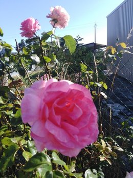 Rosiers et Pucerons