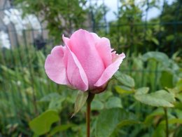 Rosiers et Pucerons