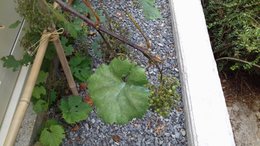 encore une vigne malade ...