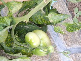 Tâche sur tomate