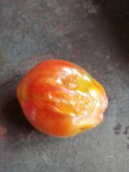 Tâche sur tomate