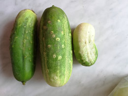 Cornichons obèses