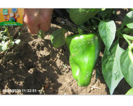 Poivron - Capsicum annuum