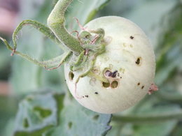 Attaque de noctuelle sur tomates