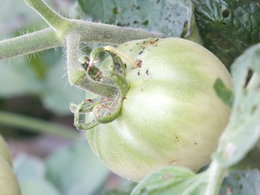 Attaque de noctuelle sur tomates