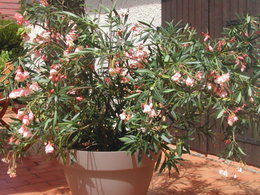 PProblème : un laurier rose en pot dont les branches tombent !