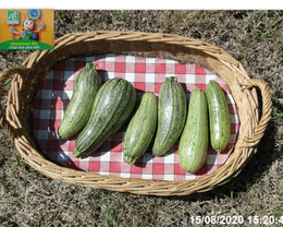 Avez-vous des courgettes jaunes dans le potager ?