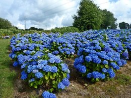 HORTENSIAS EN PERIL