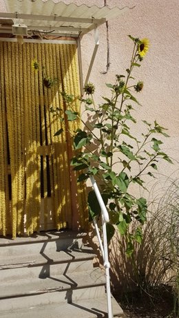 vos plus beaux tournesols