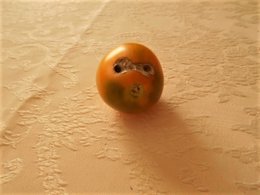 DROLE DE TOMATE