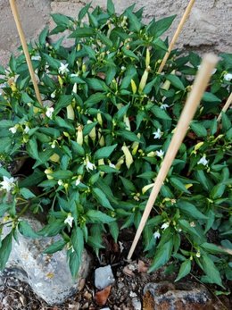 Piments oiseaux et cubains