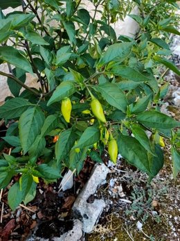 Piments oiseaux et cubains