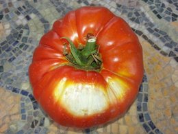 Tomates tachées de blanc