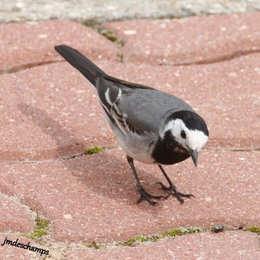 Au  petit coucou amical