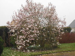 magnolia greffé yellow bird