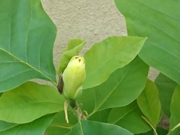 magnolia greffé yellow bird