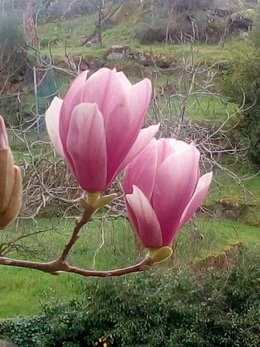 magnolia greffé yellow bird