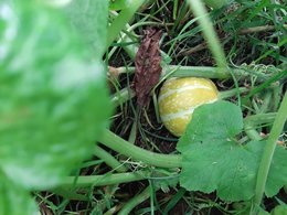 Quel est ce légume?