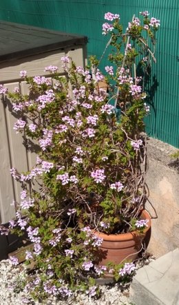 Récolte graines de géranium (zonal)