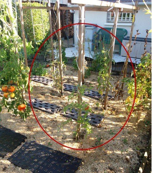 Mes tomates ne poussent pas bien Forum jardinage — free download