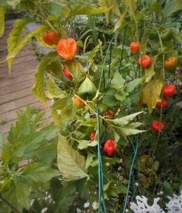 Avez-vous des coquerets du Pérou dans votre jardin ?