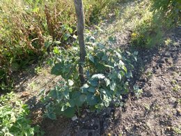 Avez-vous des coquerets du Pérou dans votre jardin ?