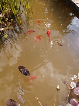 Possédez-vous un bassin ?