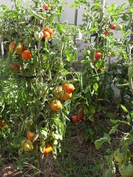 Mes tomates ne poussent pas bien