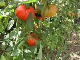 Mes tomates ne poussent pas bien