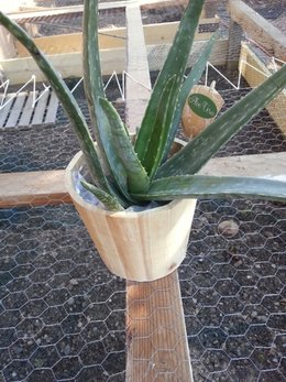 ALOE VERA, je fais quoi en hiver ?