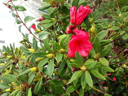 Rhododendron qui fleurit en septembre